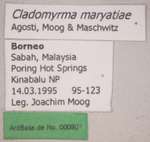 Cladomyrma maryatiae Agosti, Moog, Maschwitz, 1999 Label