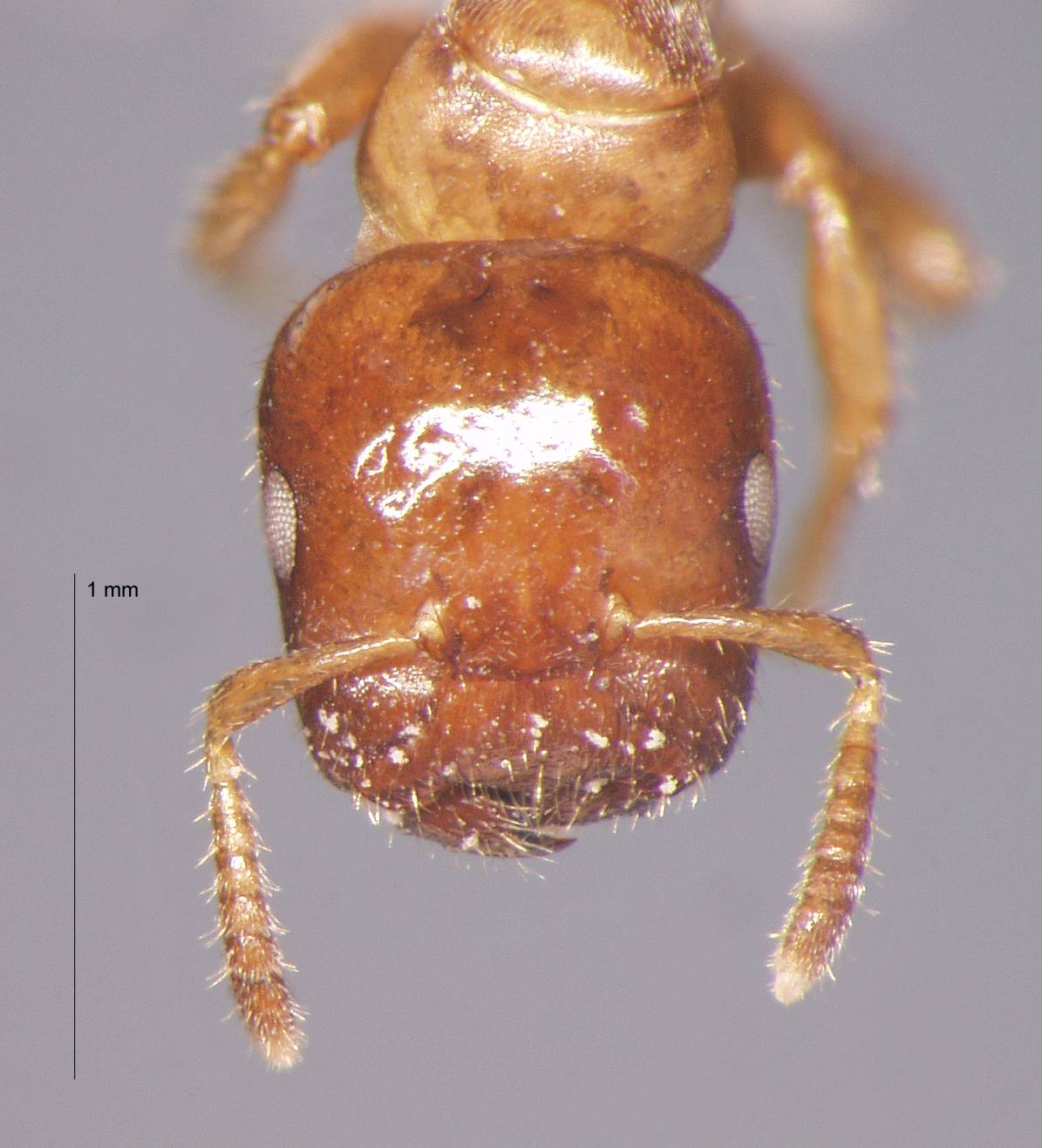 Cladomyrma nudidorsalis Agosti, Moog, Maschwitz, 1999 frontal