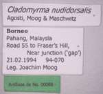 Cladomyrma nudidorsalis Agosti, Moog, Maschwitz, 1999 Label