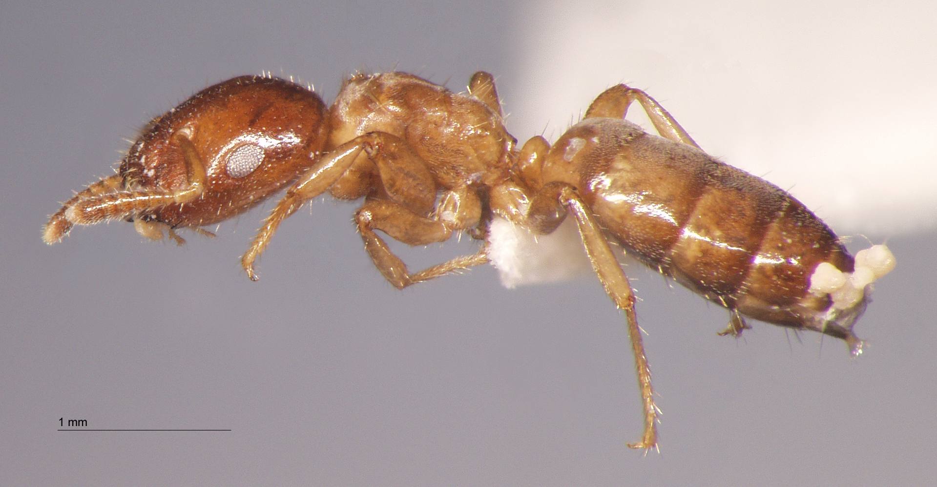 Cladomyrma nudidorsalis Agosti, Moog, Maschwitz, 1999 lateral