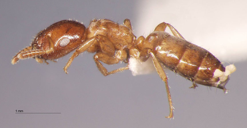 Cladomyrma nudidorsalis Agosti, Moog, Maschwitz, 1999 lateral