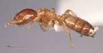 Cladomyrma nudidorsalis Agosti, Moog, Maschwitz, 1999 lateral