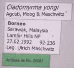 Cladomyrma yongi Agosti, Moog, Maschwitz, 1999 Label