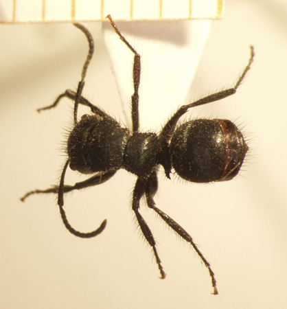 Echinopla 4 dorsal