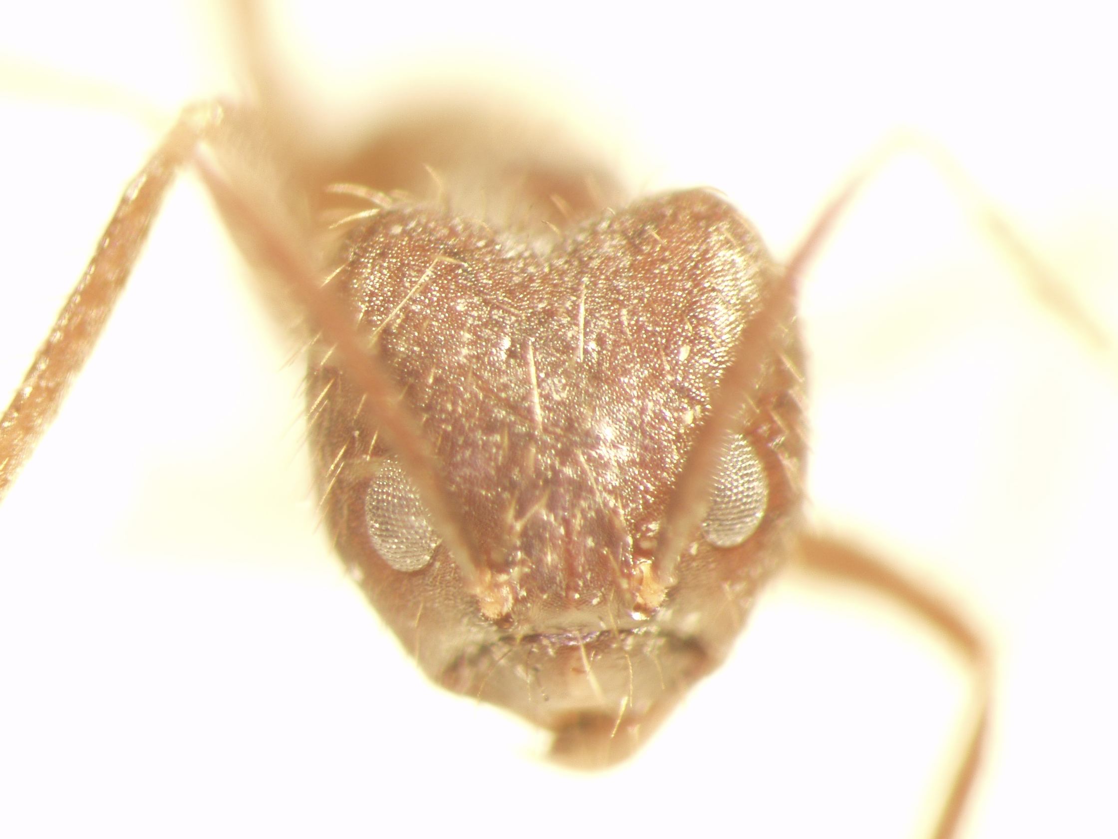 Euprenolepis 1 frontal