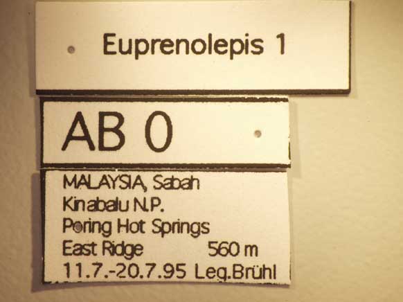 Euprenolepis 1 Label