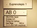 Euprenolepis 1 Label