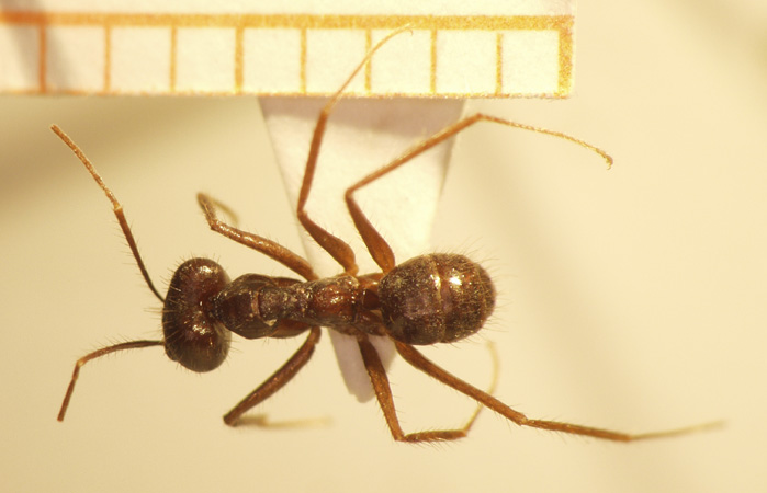 Euprenolepis 1 dorsal