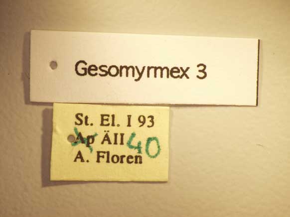 Gesomyrmex 3 Label
