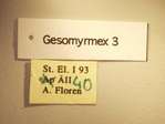 Gesomyrmex 3 Label