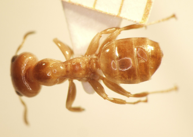 Gesomyrmex 3 dorsal