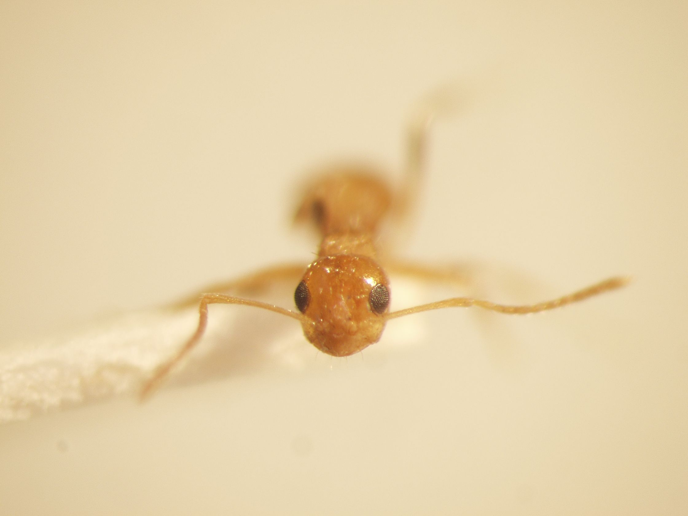 Lepisiota 1 frontal