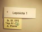 Lepisiota 1 Label