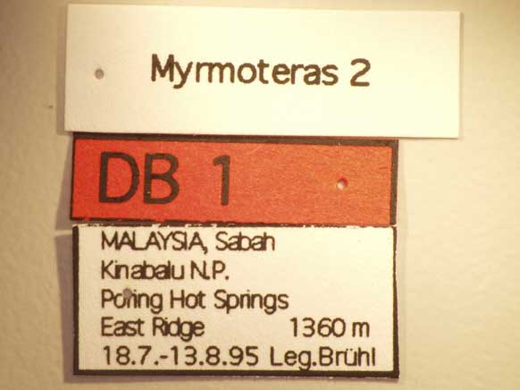 Myrmoteras 2 Label