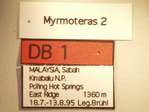 Myrmoteras 2 Label