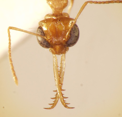 Myrmoteras diastematum Moffett,1985 frontal
