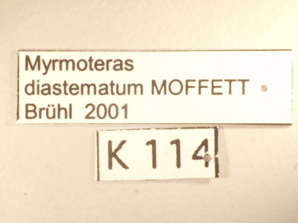 Myrmoteras diastematum Moffett,1985 Label