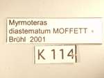 Myrmoteras diastematum Moffett,1985 Label