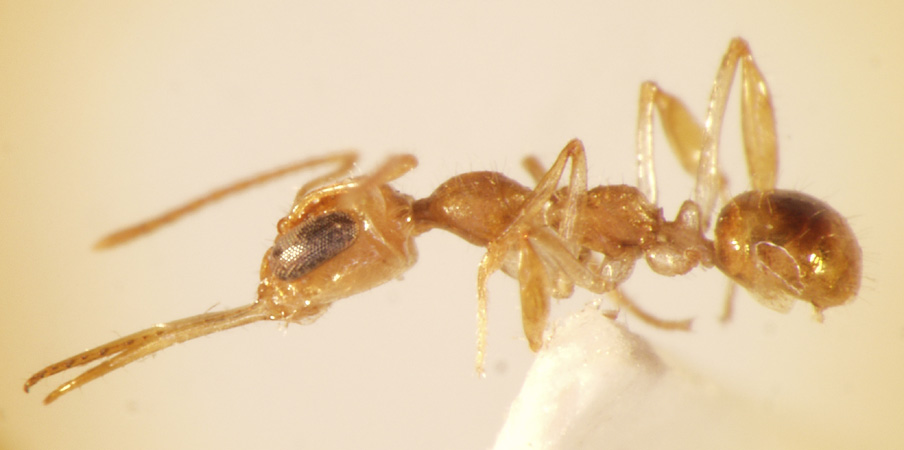 Myrmoteras diastematum Moffett,1985 lateral