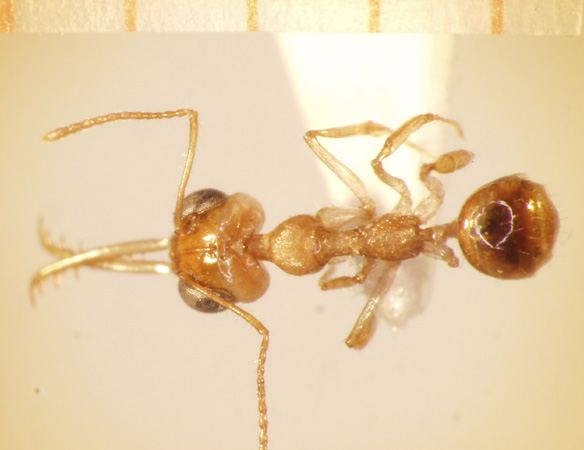 Myrmoteras diastematum Moffett,1985 dorsal