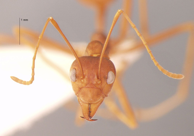 Oecophylla smaragdina Fabricius, 1775 frontal