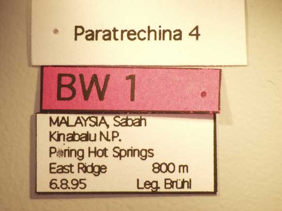Paratrechina 4 Label