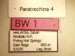 Paratrechina 4 Label