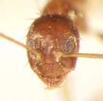 Paratrechina longicornis Latreille,1802 frontal