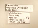 Paratrechina longicornis Latreille,1802 Label
