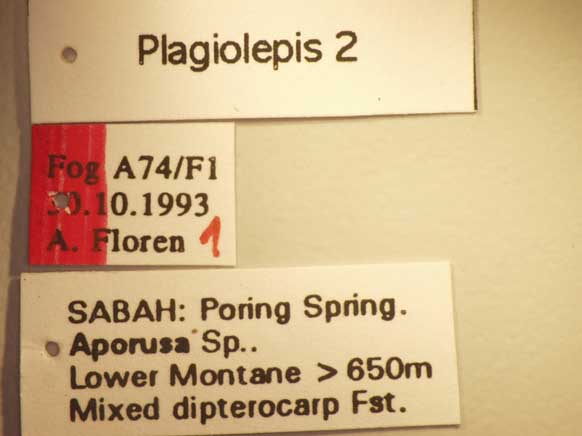 Plagiolepis 2 Label