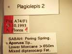 Plagiolepis 2 Label