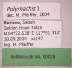 Polyrhachis 1 Label