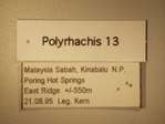 Polyrhachis 13 Label