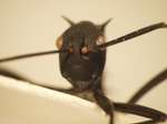 Polyrhachis 16 frontal