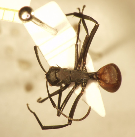 Polyrhachis 16 dorsal