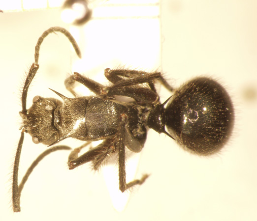 Polyrhachis 19 dorsal