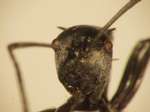 Polyrhachis 2 frontal