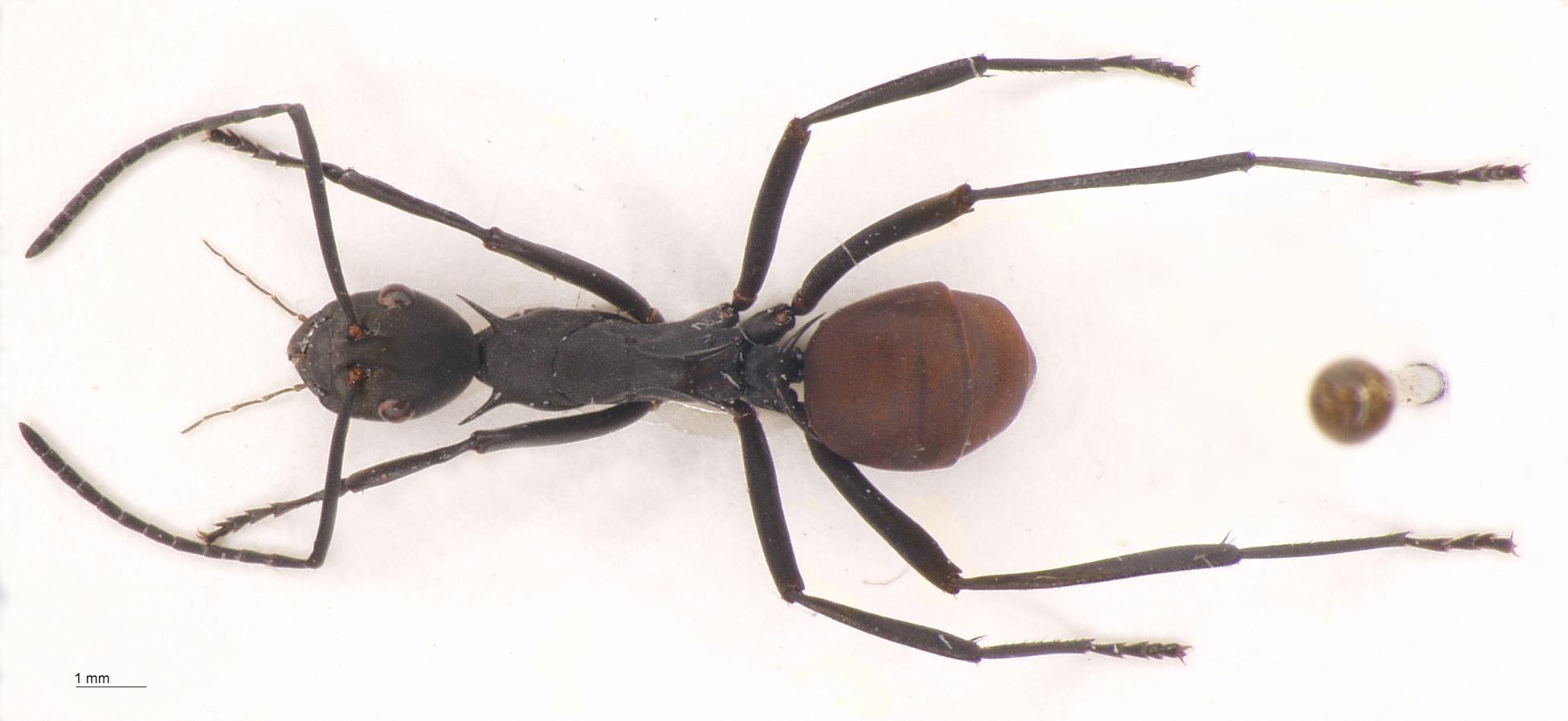 Polyrhachis abdominalis Smith, 1858 dorsal