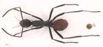 Polyrhachis abdominalis Smith, 1858 dorsal