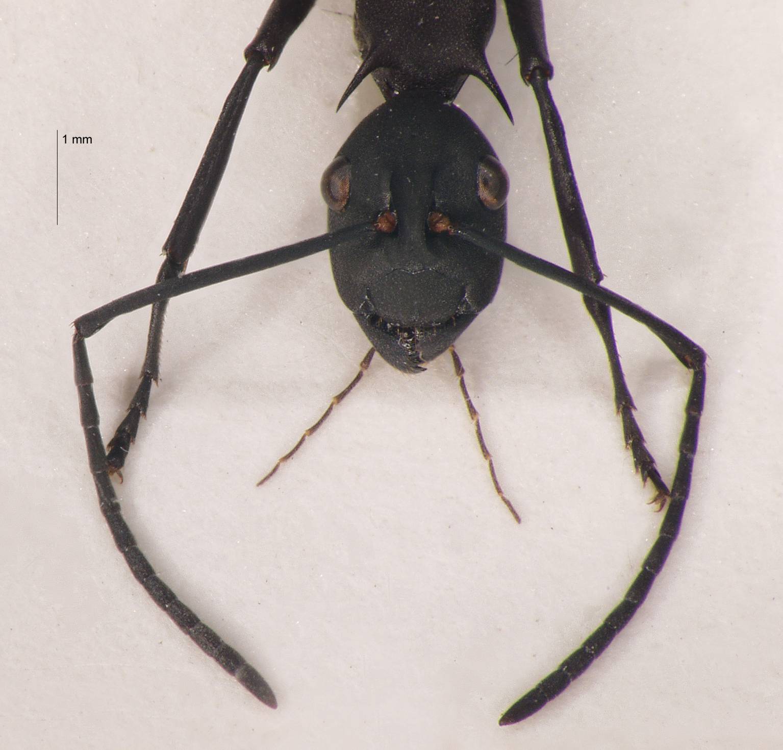 Polyrhachis abdominalis Smith, 1858 frontal