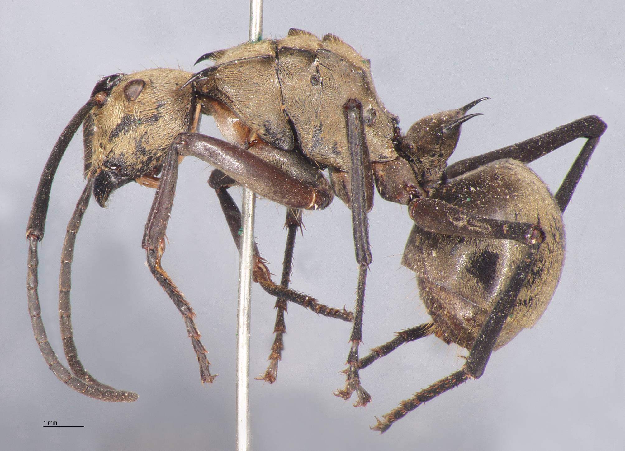 Polyrhachis beccarii Mayr, 1872 lateral