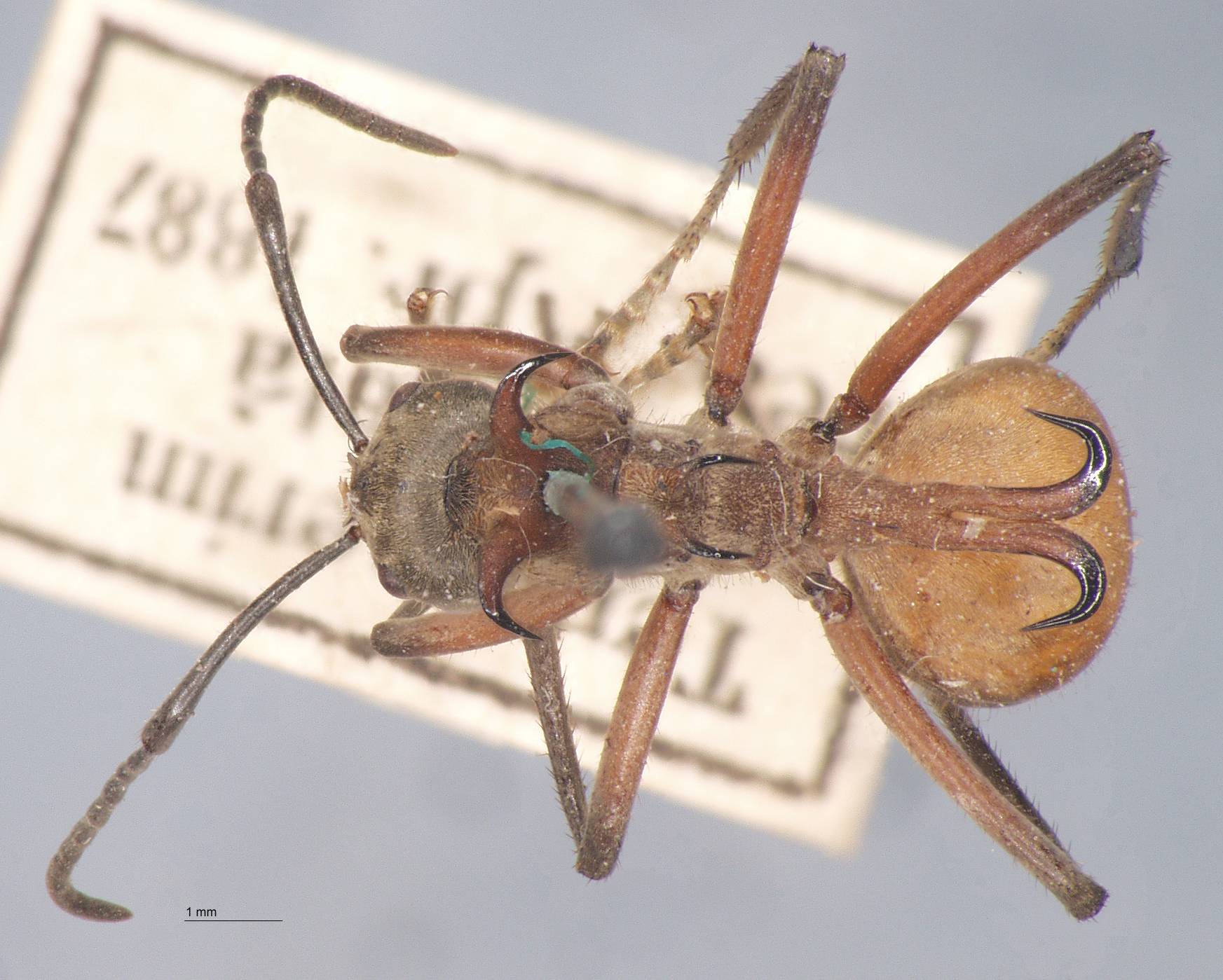 Polyrhachis bihamata Drury, 1773 dorsal