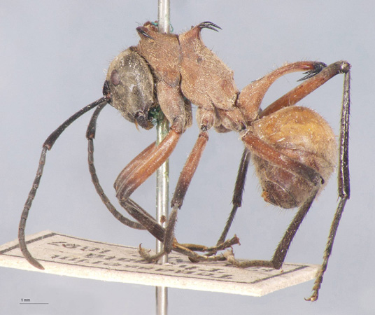 Polyrhachis bihamata Drury, 1773 lateral