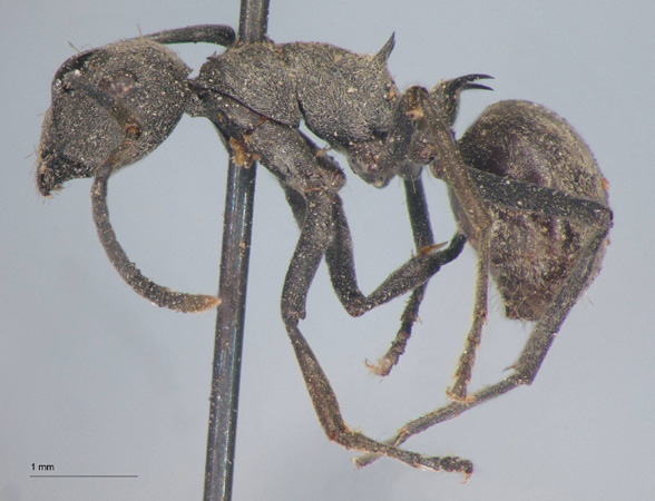 Polyrhachis dives Smith, 1857 lateral