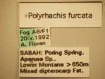 Polyrhachis furcata Smith,1858 Label