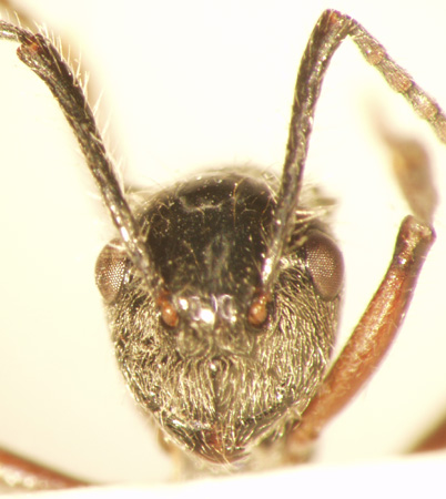 Polyrhachis furcata Smith,1858 frontal