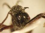 Polyrhachis furcata Smith,1858 frontal