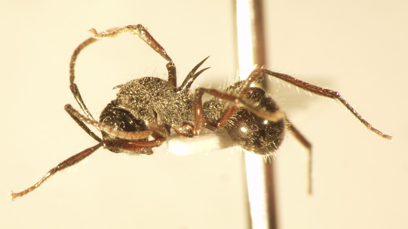 Polyrhachis furcata Smith,1858 lateral