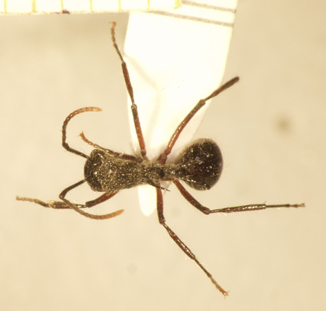 Polyrhachis furcata Smith,1858 dorsal