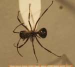 Polyrhachis furcata Smith,1858 dorsal